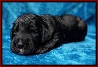 Paris Dempsey pups 2 wks old 121