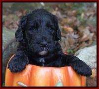 Paris Dempsey pups 4 wks old 171
