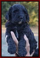 Paris Dempsey pups 5 wks old faces 71