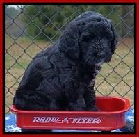 Paris Dempsey pups 6 wks old 1 111