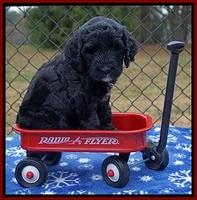 Paris Dempsey pups 6 wks old 1 115