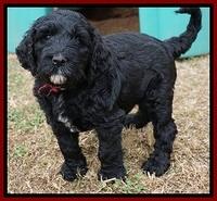 Paris Dempsey pups 6 wks old 26100