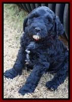 Paris Dempsey pups 7 wks old 201