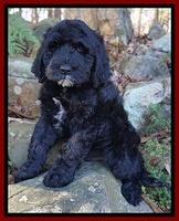 Paris Dempsey pups 8 wks old 2 007