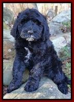 Paris Dempsey pups 8 wks old 2 008