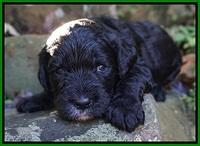 Paris Dempsey pups 3 wks old 201