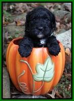 Paris Dempsey pups 4 wks old 201