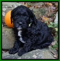 Paris Dempsey pups 4 wks old 211