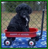 Paris Dempsey pups 6 wks old 1 132