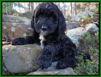 Paris Dempsey pups 8 wks old lime 002