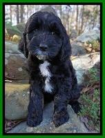 Paris Dempsey pups 8 wks old lime 003