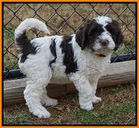 Paris Dempsey pups 7 wks old 311