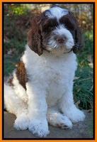 Paris Dempsey pups 8 wks old Peach 027