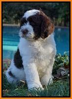 Paris Dempsey pups 8 wks old Peach 046