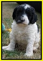 Paris Dempsey pups 5 wks old 2 036