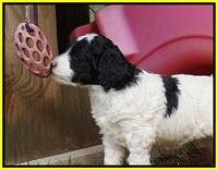 Paris Dempsey pups 5 wks old 351