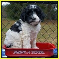 Paris Dempsey pups 6 wks old 1 154
