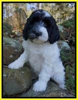 Paris Dempsey pups 8 wks old 2 022