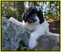 Paris Dempsey pups 8 wks old 2 035