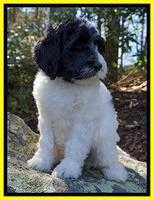 Paris Dempsey pups 8 wks old 2 037