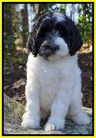 Paris Dempsey pups 8 wks old 2 038