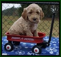 Paris Dempsey pups 6 wks old 1 180