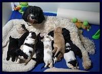 Paris Dempsey pups 3 wks old 11