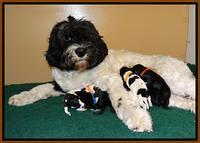 Paris Dempsey pups newborn 110