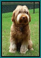 Penny 2 years old grass