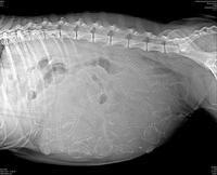 Penny Xray preg 2 Champ