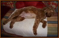 Penny day 60 preg 2 010