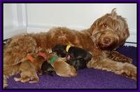 Penny Champ newborn pups 141