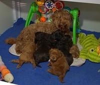 Penny Champion pups 4 wks old 1 091