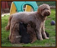 Penny Champion pups 5.5 wks old 009