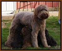 Penny Champion pups 5.5 wks old 010