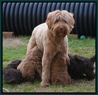 Penny Champion pups 5.5 wks old 083