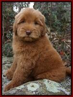 Indivdual puppy photos