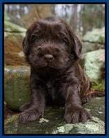 Penny Champion pups 3 wks old 21