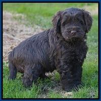 Penny Champion pups 5 wks old 41