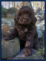 Penny Champion pups 8 wks old 2 41