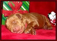 Penny Champion pups 1 week old 41