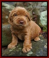 Penny Champion pups 3 wks old 41