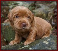 Penny Champion pups 3 wks old 51