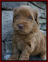 Penny Champion pups 4 wks old 41