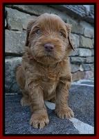 Penny Champion pups 4 wks old 51