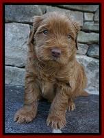 Penny Champion pups 4 wks old 61