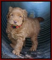 Penny Champion pups 5 wks old 61