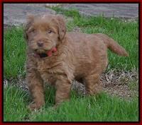 Penny Champion pups 5 wks old 71