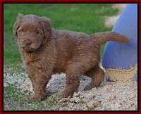 Penny Champion pups 5 wks old 91