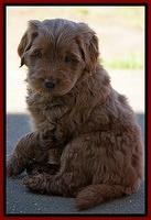 Penny Champion pups 6 wks old 81